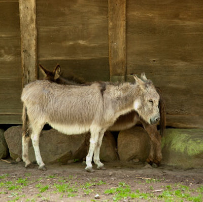 zen donkey